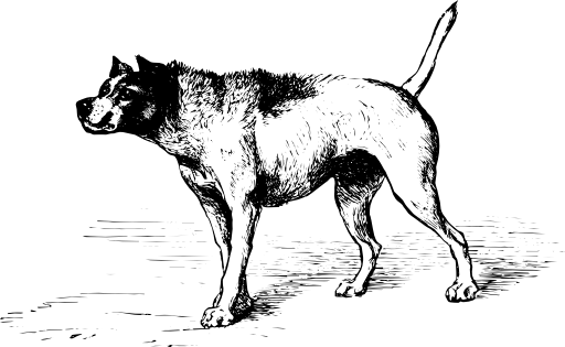 Darwin Expression Of Emotions