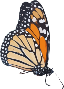 Danaus Plexippus Ii