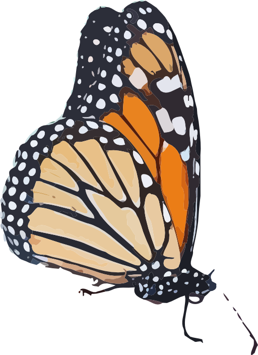 Danaus Plexippus Ii