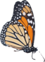 Danaus Plexippus Ii