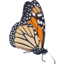 Danaus Plexippus Ii