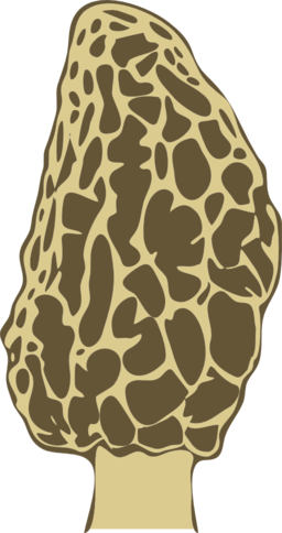 Morel Mushroom