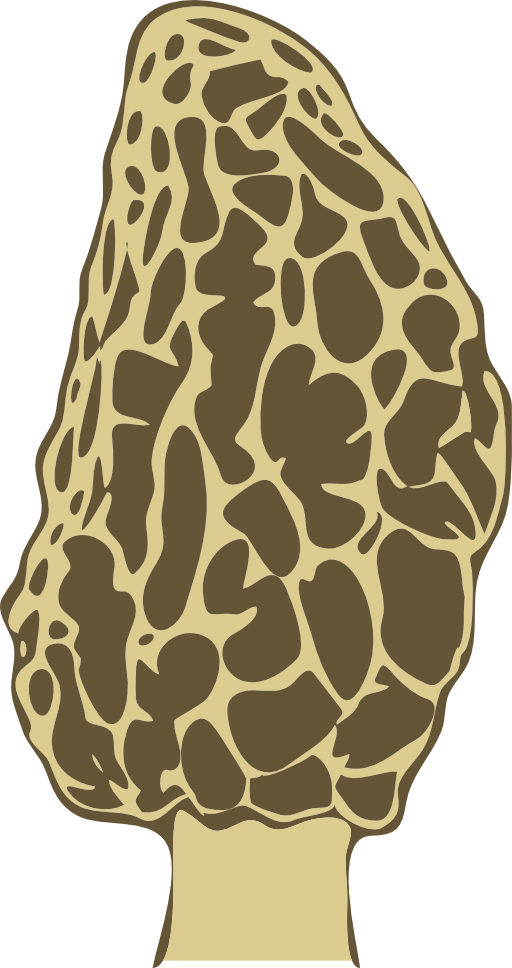 Morel Mushroom