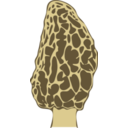 Morel Mushroom