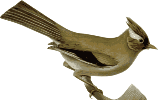 Yuhina Diademata