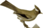 Yuhina Diademata