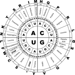 Genetic Code Rna Bw