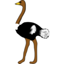 Ostrich