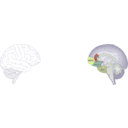 download Human Brain clipart image with 45 hue color