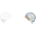 download Human Brain clipart image with 0 hue color