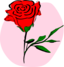 Coloured Rose