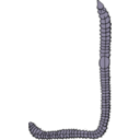 download Earthworm clipart image with 225 hue color