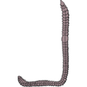 download Earthworm clipart image with 315 hue color