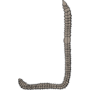 download Earthworm clipart image with 0 hue color