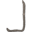 Earthworm