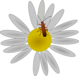 Bug On A Flower