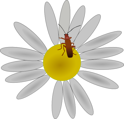 Bug On A Flower