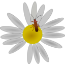 Bug On A Flower