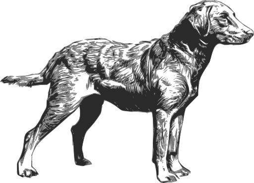 Chesapeake Bay Retriever