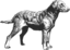 Chesapeake Bay Retriever