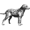 Chesapeake Bay Retriever