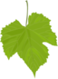 Grape Leaf