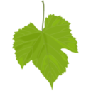 Grape Leaf