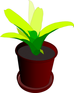 Bromeliad In A Pot