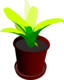 Bromeliad In A Pot