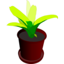 Bromeliad In A Pot