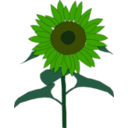 download Sunflower clipart image with 45 hue color