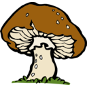 Big Mushroom