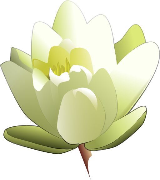 Water Lily