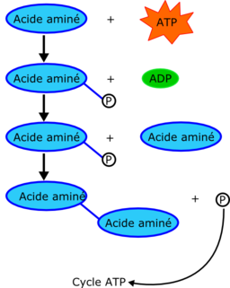 Proteine