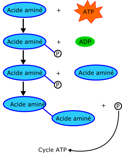 Proteine