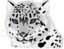 Snow Leopard