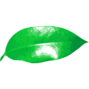 download Ficus Leaf clipart image with 45 hue color