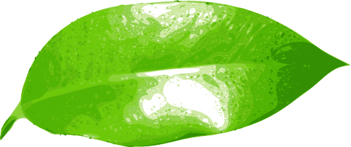 Ficus Leaf
