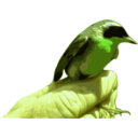 download Yellowthroat Bird clipart image with 45 hue color