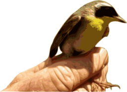 Yellowthroat Bird