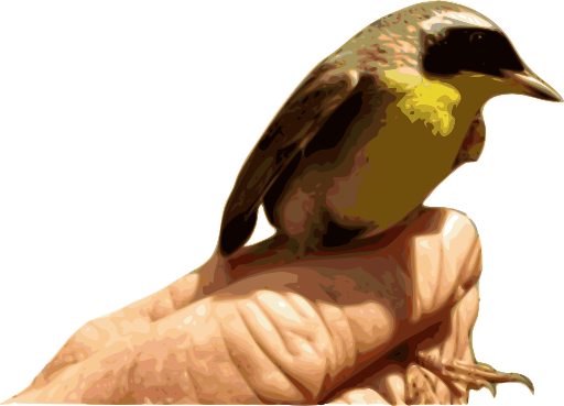 Yellowthroat Bird