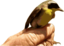 Yellowthroat Bird