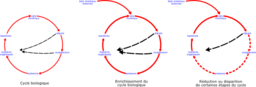 Eutrophisation Cycle