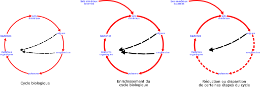 Eutrophisation Cycle