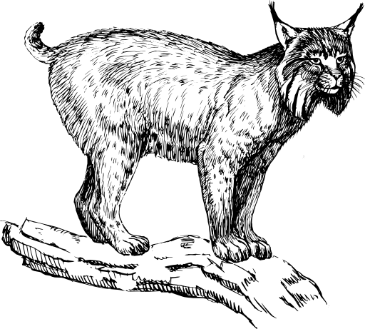 Lynx