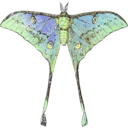 download Actias Selene clipart image with 45 hue color