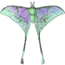 download Actias Selene clipart image with 90 hue color