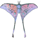 download Actias Selene clipart image with 180 hue color