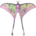 download Actias Selene clipart image with 270 hue color