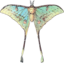 Actias Selene